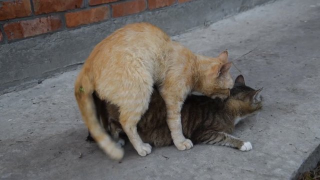 Спаривание кошек
