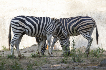 Image of a zebra on nature background. Wild Animals.