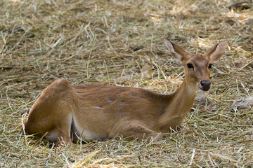 Image of a deer relax on nature background. wild animals.