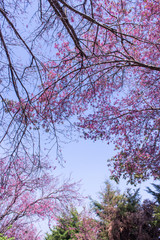 Wild Himalayan Cherry with sky