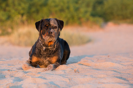 Hund am Strand