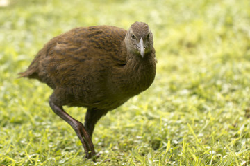 Weka - Gallirallus australis