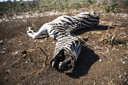 Burchells Zebra carcass from a severe drought