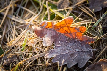 Fallen leaf macro.