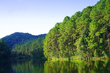 Obraz premium Reflection of pine trees in Pang Oung Lake (Pang Tong reservoir)