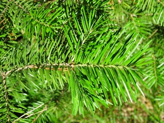 beautiful fir foot in the woods
