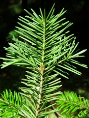 beautiful fir foot