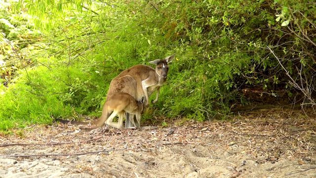 K&auml;nguru mit Jungtier in West Australien - Westliche Graue Riesenk&auml;nguru