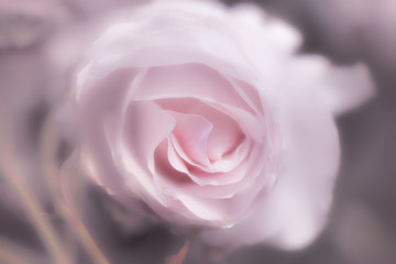 pink rose as background