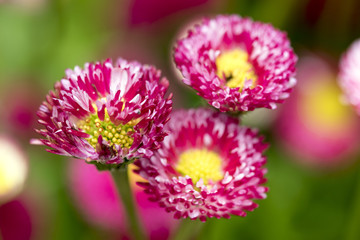 Fototapeta premium Pink, White and Yellow Macro Daisy Flower