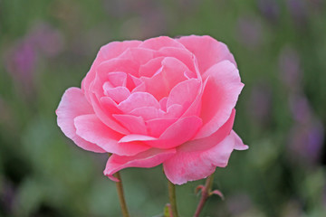Pink Rose Flower