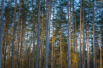 Winter or late autumnal forest