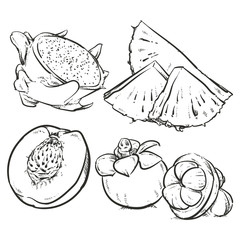 Drawing Pineapple slices sketch, Hand drawn fruits clip art