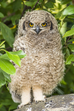 Spotted Eagle Owl chick