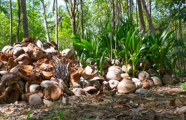 The growing shoots of coconut palms