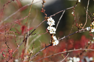 利休梅の開花