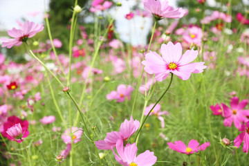 pink cosmos flowers for pattern and background