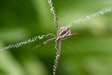 a spider on the web