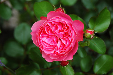 Pink Rosa odorata