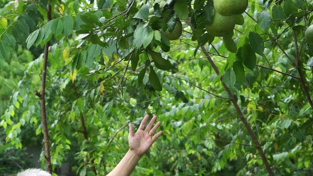 Asian senior couple walking and checking their melon at their backyard garden