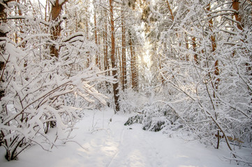 Fototapeta na wymiar Winter bright air white frozen pine trees forest taiga in snow
