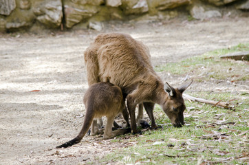Naklejka na ściany i meble kangaroo with joey
