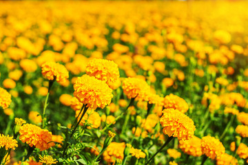 Marigold with natural in gardens.
