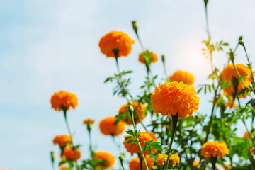 marigolds in the garden at sky.