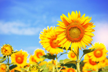 Fototapeta premium Yellow sunflowers with sky.