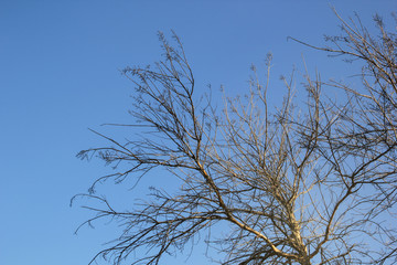 Beautiful dead trees on blue sky for background