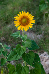 One wiled sunflower