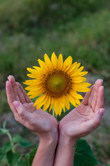 Fototapeta premium Two hands around sunflower