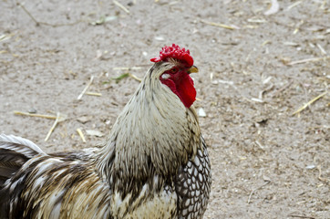 rooster