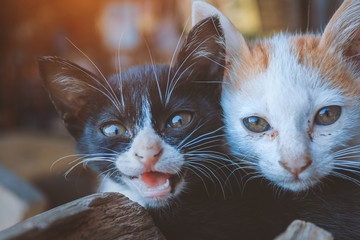 cat looking after playing with another cat..