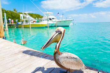 Obraz premium Duże brązowe pelikany w Islamorada, Florida Keys