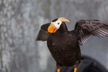 Puffin