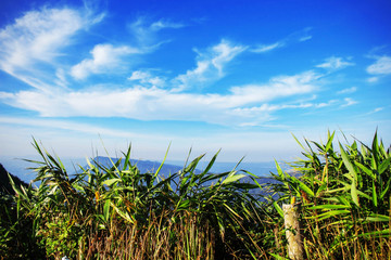 Grass on the mountain with blue sky.