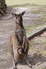 kangaroo with joey