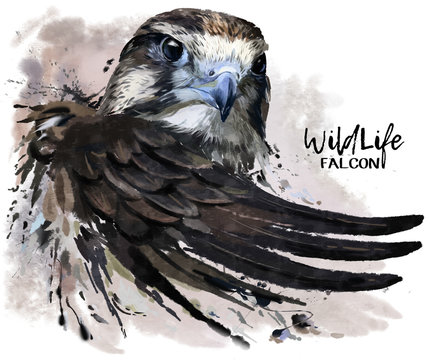 Falcon watercolor painting