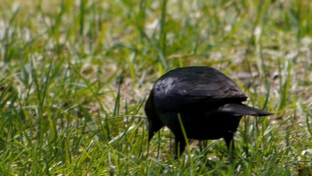 Brown-headed Cowbird probes lawn in summer for food.