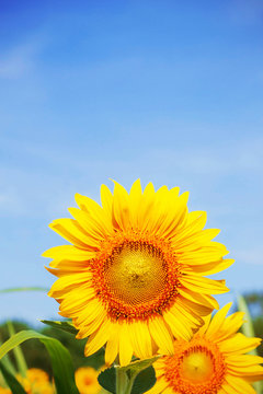 Sunflower with a blue sky.