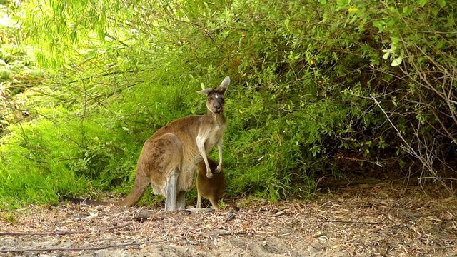 K&auml;nguru Mutter mit Jungtier, Blick in die Kamera, Jungtier blickt in den Sack, Westaustralien, Australien
