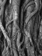Obraz premium black and white of Banyan Tree root texture background