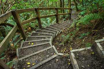 Stair through green bush