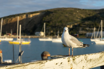 Seagull at harbour