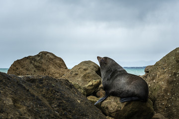 New Zealand .New Zealand Fur Seals resting on the rock..