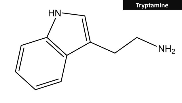 Molecular structure of tryptamine