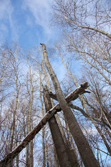 Winter forest