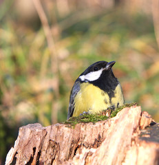 Titmouse