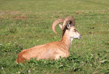 Argali